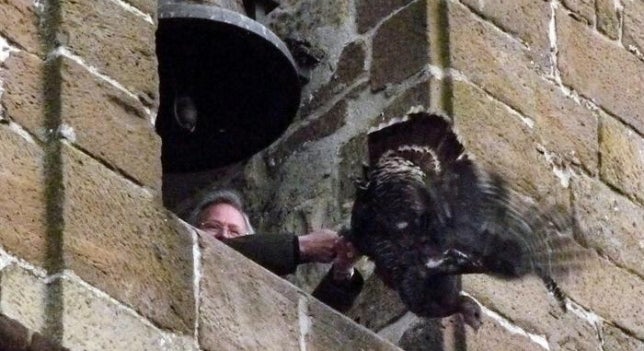 Mesa de Redacción: Un juez considera que lanzar una pava desde el campanario no es maltrato animal Mesa de Redacción: Un juez considera que lanzar una pava desde el campanario no es maltrato animal