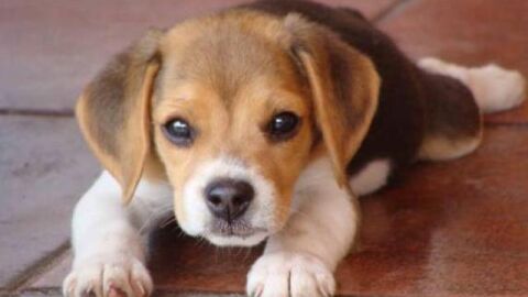 Imagen de un perro