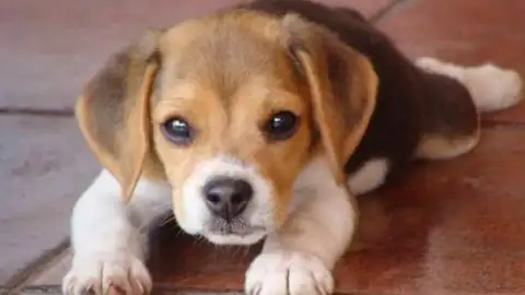 Imagen de un perro Imagen de un perro