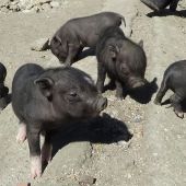 Cerdos vietnamitas abandonados en Paracuellos del Jarama