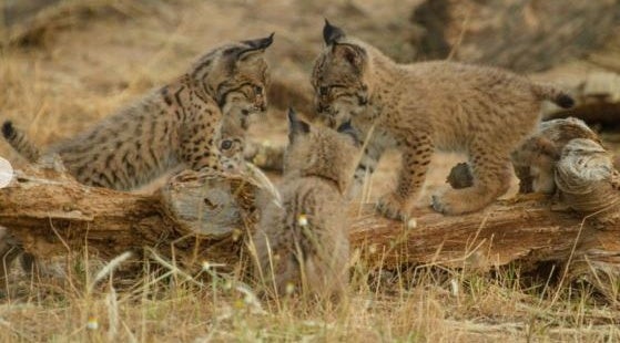 Autorizan el regreso de los linces evacuados del centro de cría de El Acebuche (Doñana) por el incendio Autorizan el regreso de los linces evacuados del centro de cría de El Acebuche (Doñana) por el incendio