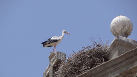 Cig&uuml;e&ntilde;a