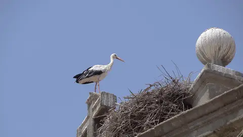 Cigüeña Cigüeña