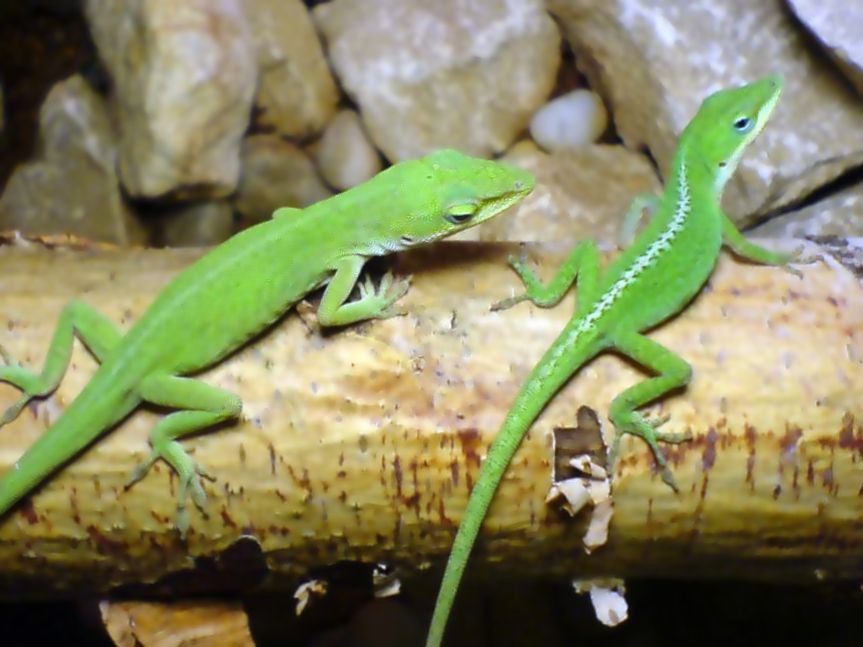Los anolis, un lagarto con mucha orientación Los anolis, un lagarto con mucha orientación