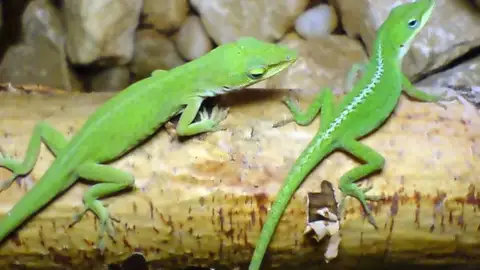 Lagarto Anolis Lagarto Anolis