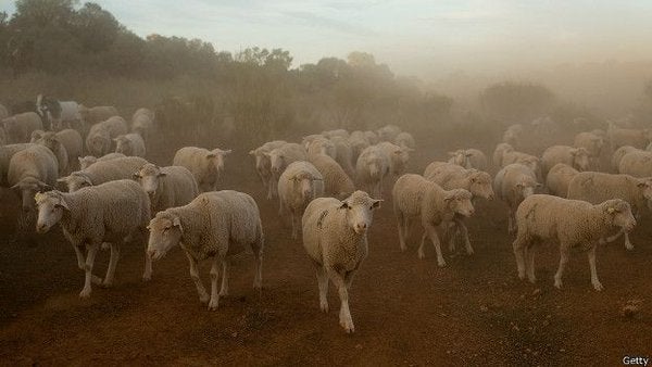 Azul y verde: ¿Qué tienen que ver las cabras con el combustible del futuro? Azul y verde: ¿Qué tienen que ver las cabras con el combustible del futuro?
