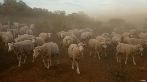 Cabras