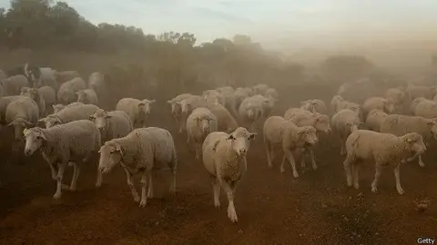 Cabras Cabras