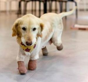 Chichi, la labradora superviviente de la industria cárnica coreana Chichi, la labradora superviviente de la industria cárnica coreana