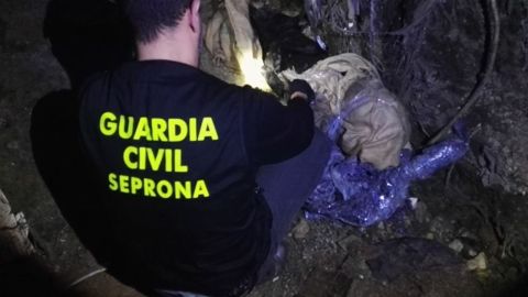 Dos perros aparecen ahorcados en Sevilla