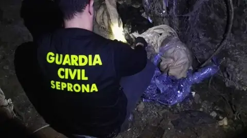 Dos perros aparecen ahorcados en Sevilla Dos perros aparecen ahorcados en Sevilla