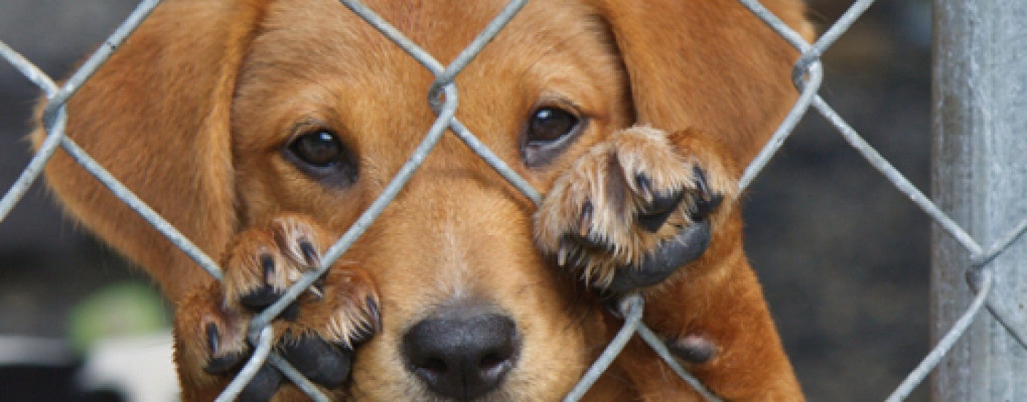 Un hombre se enfrenta a nueve meses de prisión por dar una paliza a un perro atado Un hombre se enfrenta a nueve meses de prisión por dar una paliza a un perro atado
