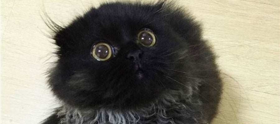 Gimo, el gato viral Gimo, el gato viral