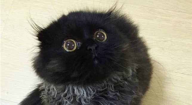 ¿Qué cosas les da más miedo a los gatos? ¿Qué cosas les da más miedo a los gatos?