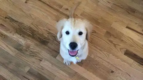 Wesley es un cachorro de Golden Retriever muy fotogénico Wesley es un cachorro de Golden Retriever muy fotogénico