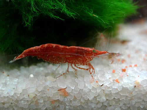 Nuevo revés para la pesca castellonense Nuevo revés para la pesca castellonense