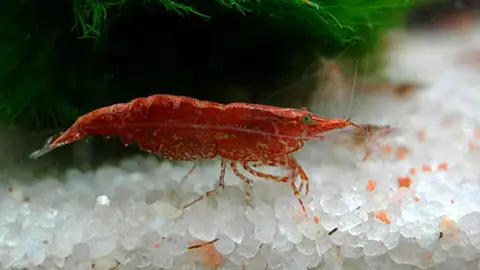 Gamba roja Gamba roja
