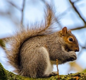 Ardilla Ardilla