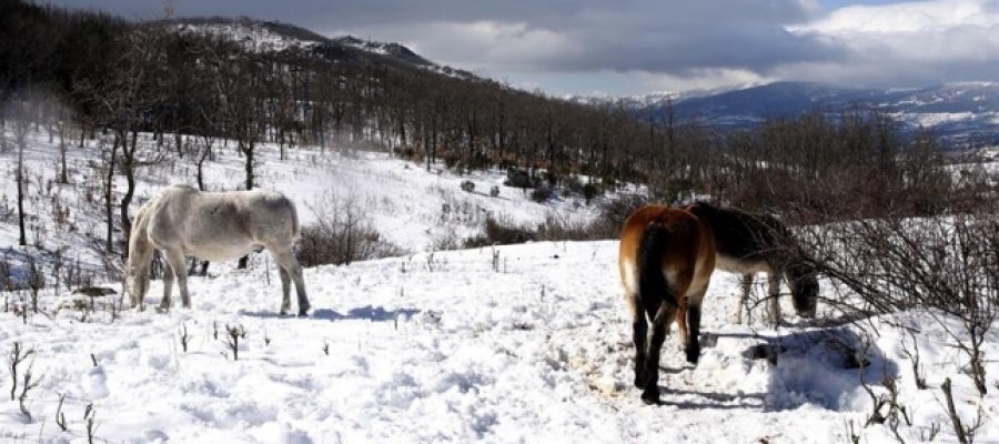 Nuevo frente frío con nevadas Nuevo frente frío con nevadas
