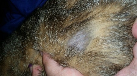 La pérdida de pelo sin causa aparente La pérdida de pelo sin causa aparente