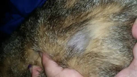 Pérdida de pelo en gatos Pérdida de pelo en gatos