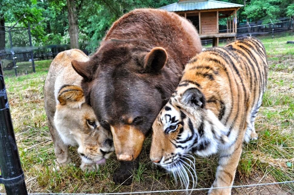 La amistad interespecie de un oso, un león y un tigre La amistad interespecie de un oso, un león y un tigre
