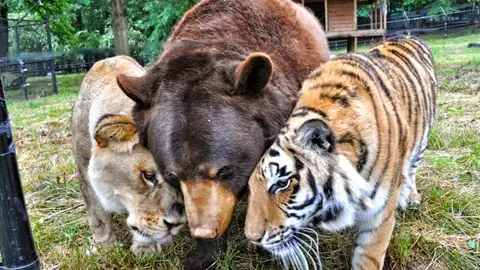 La amistad entre un oso, un tigre y un león La amistad entre un oso, un tigre y un león