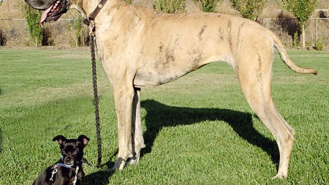 Perro grande y perro peque&ntilde;o
