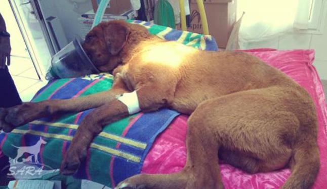 Pillados in-fraganti apaleando un perro en Lanzarote Pillados in-fraganti apaleando un perro en Lanzarote