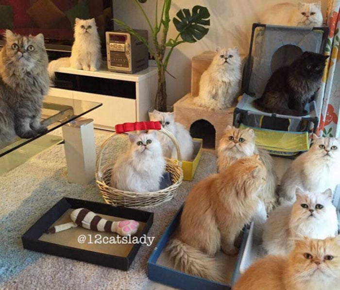 Una mujer japonesa revoluciona las redes con sus 12 gatos Persas Una mujer japonesa revoluciona las redes con sus 12 gatos Persas