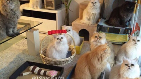 12 gatos viven en un peque&ntilde;o piso 