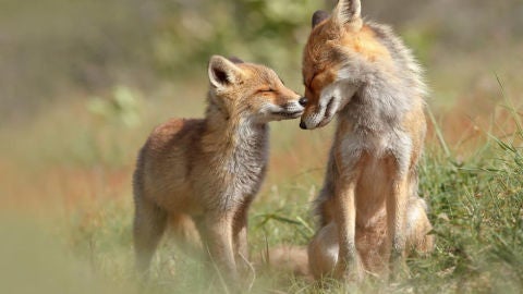 El lado m&aacute;s tierno de los zorros
