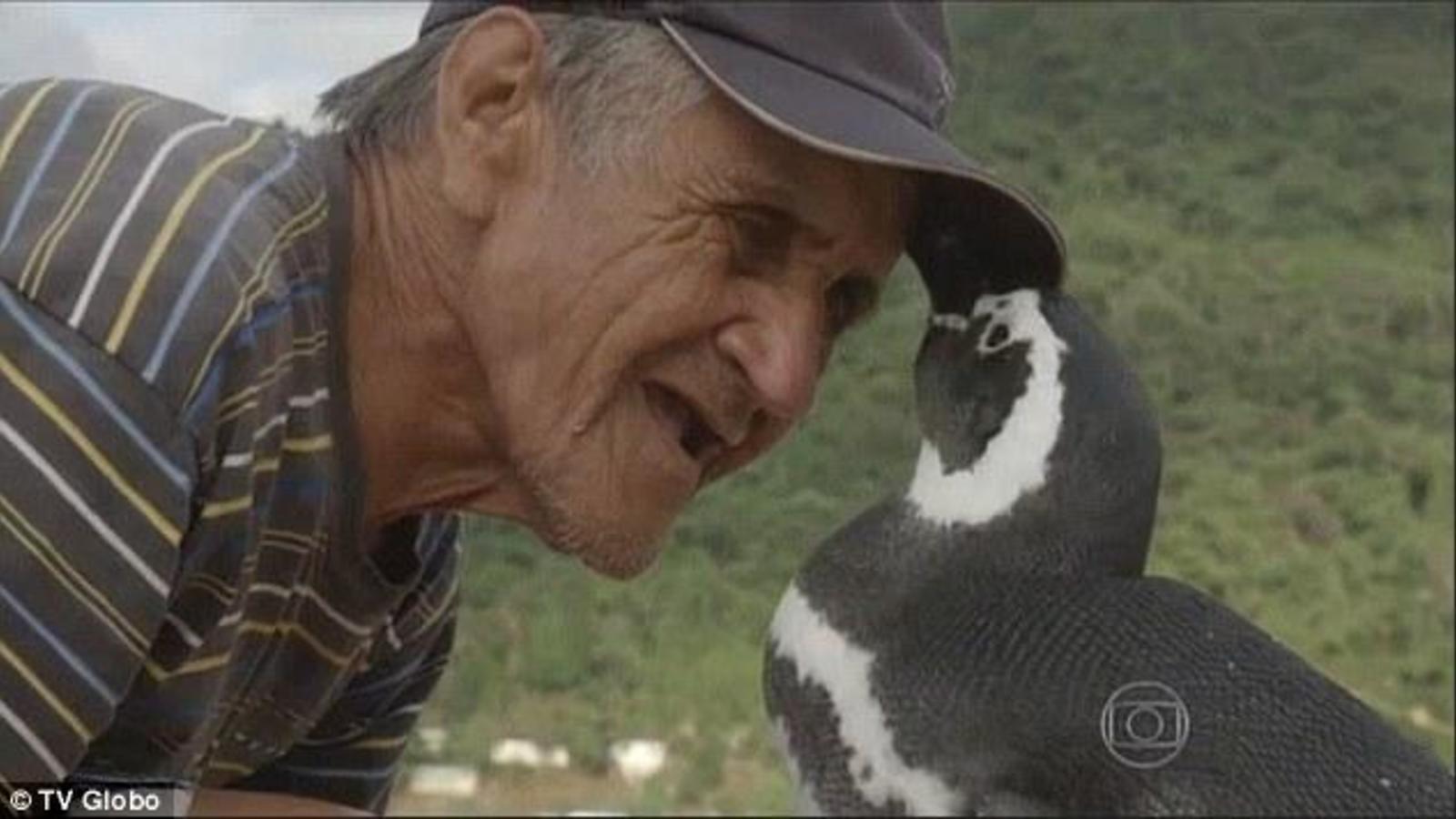 El pingüino que nada 8.000 kms cada año para ver a su salvador El pingüino que nada 8.000 kms cada año para ver a su salvador