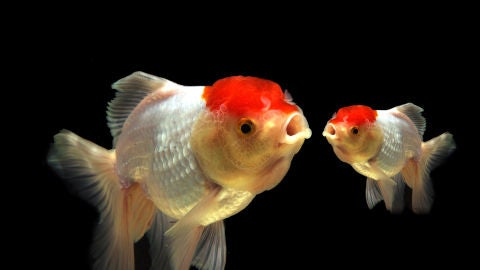 Peces