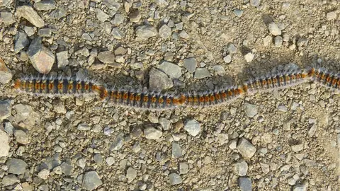 Oruga procesionaria Oruga procesionaria