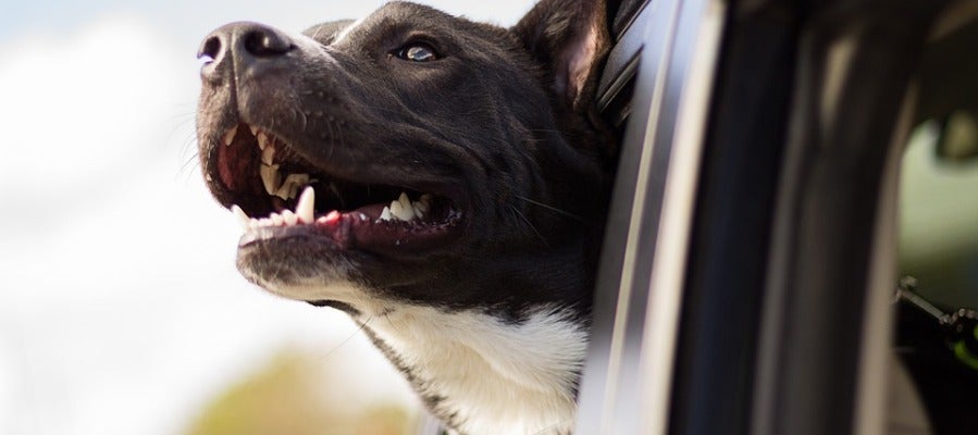 Perro viajando en coche Perro viajando en coche