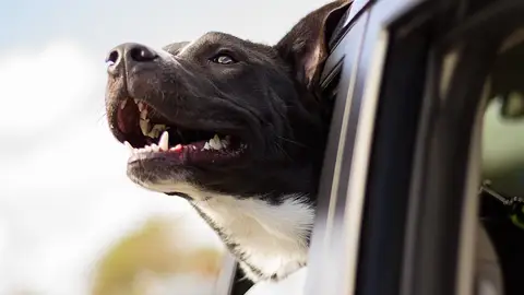 Perro viajando en coche Perro viajando en coche