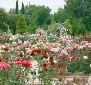 jardín Botánico de la Univ. Alcalá de Henares jardín Botánico de la Univ. Alcalá de Henares