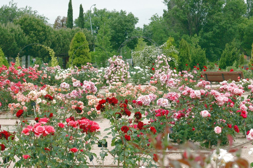 Más de uno Alcalá 03/06/2020 Más de uno Alcalá 03/06/2020