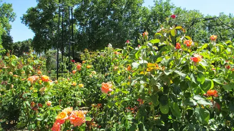 Rosaleda de la Avenida del Ejército Rosaleda de la Avenida del Ejército