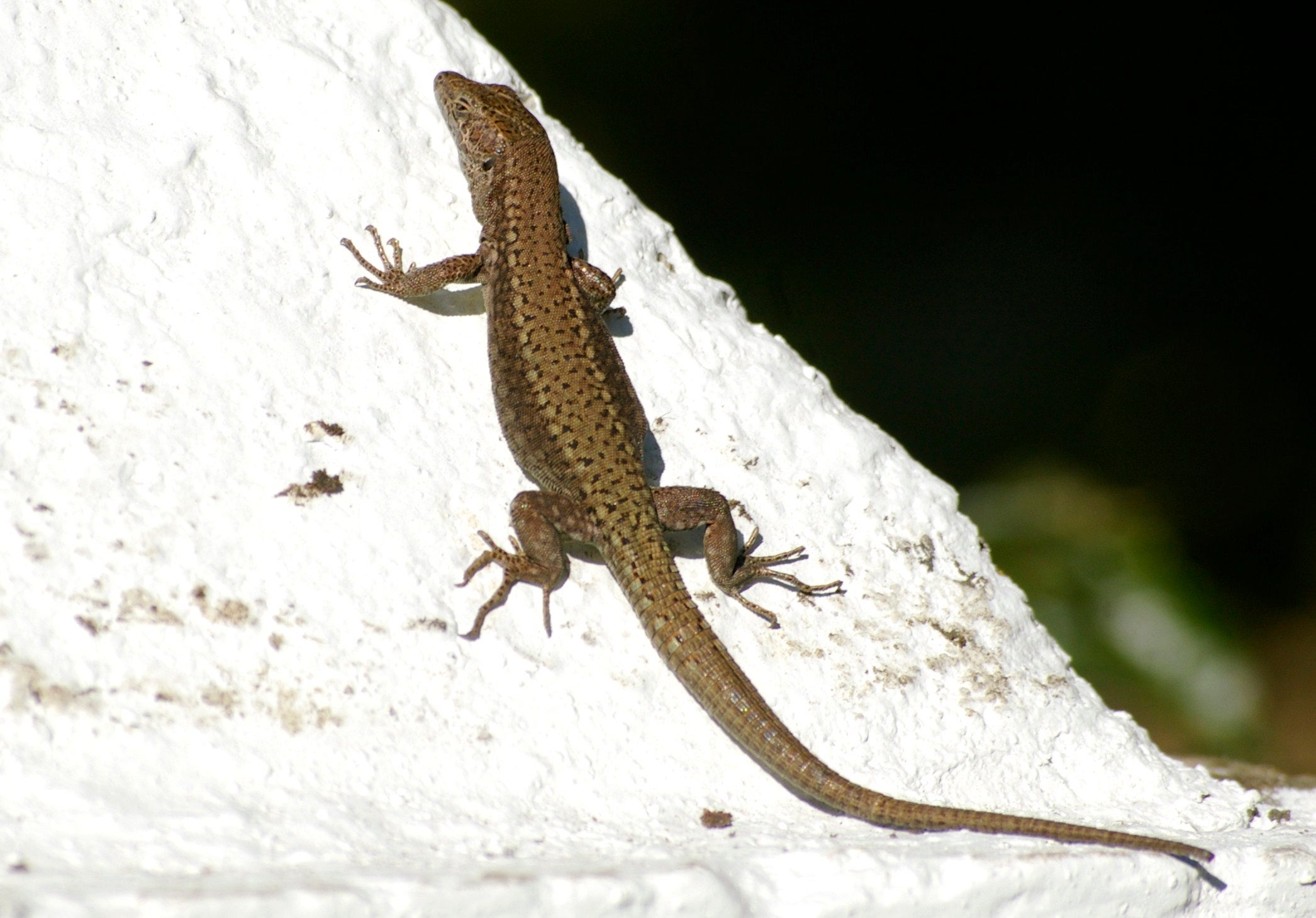 Obliga a una discapacitada a comerse una lagartija Obliga a una discapacitada a comerse una lagartija