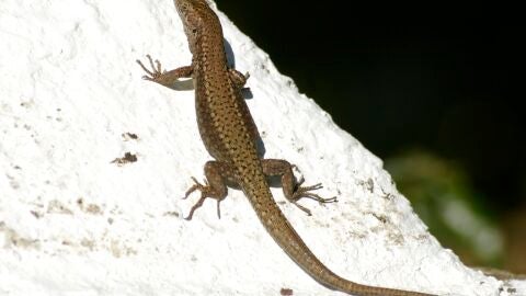 Lagartija al sol