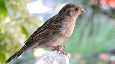 Gorri&oacute;n hembra