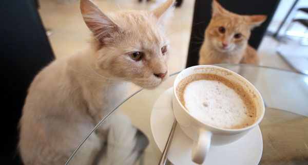 Cat Relax un espacio para ayudar a los gatos en Alicante Cat Relax un espacio para ayudar a los gatos en Alicante