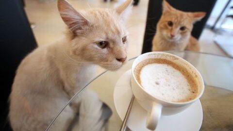 Dos de los gatos del Caf&eacute; Neko, en Viena