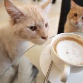 Dos de los gatos del Café Neko, en Viena