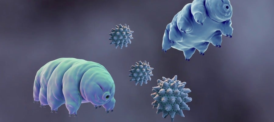 Tardígrados, las criaturas más resistentes de la Tierra Tardígrados, las criaturas más resistentes de la Tierra