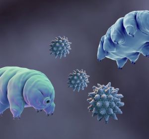 Tardígrados, las criaturas más resistentes de la Tierra Tardígrados, las criaturas más resistentes de la Tierra