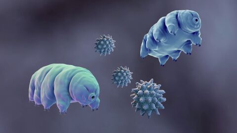 Tard&iacute;grados, las criaturas m&aacute;s resistentes de la Tierra