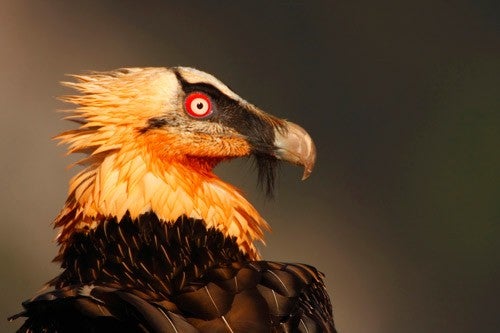 Hallan un nido de quebrantahuesos en los Picos de Europa después de 50 años desaparecidos Hallan un nido de quebrantahuesos en los Picos de Europa después de 50 años desaparecidos